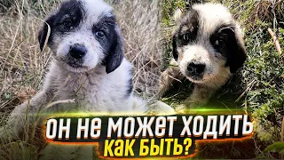 ❗SOS❗Массово Выкинули щенят за город, один не может ходить 😱. СРОЧНО ищут добрые руки