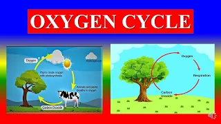 OXYGEN  CYCLE - Ecosystem | Environmental Studies
