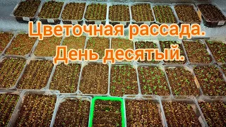 Обзор цветочной рассада. Десять дней после посева.