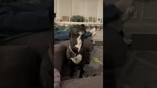 I thought my dog was just weird😭 #dog #dogs #dogshorts #tiktok Tiktok: charliethepitador