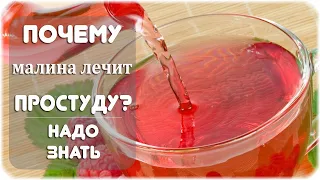 Почему малина лечит простуду?