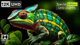 The cutest lizard ever seen 12K Video Ultra HD | Special Edition (240FPS)