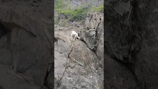 Mountain Goat in Alaska