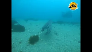 Dive with devil in Gibraltar