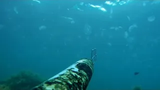 Подводная охота на Чёрном море 2019  июль