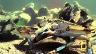 Animal Attack! Blue Crab vs. Clam