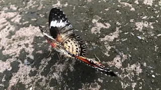 Cận cảnh sự giao phối của đôi bướm xinh đẹp và cuối cùng con nào sẽ C.H.E.T