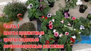 Цветочный рынок Краснодар 5 09 21 г Часть 1 Обзор