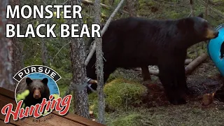 MONSTER Black Bear - Saskatchewan Black Bear Archery Hunt - Day 3 - Pursue Hunting