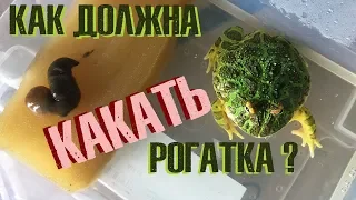 Где лягушкины какульки?! Разглядываем всё!