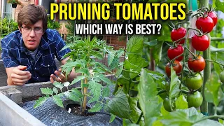 How to Prune Indeterminate Tomato Plants (4 METHODS)