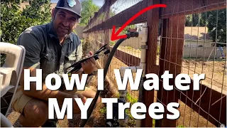 How to Water Your Fruit Trees and Plants LOW MAINTENANCE  | Drip Irrigation Walkthrough and Tour