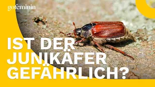 Junikäfer: So gefährlich ist das Insekt für Mensch und Pflanze