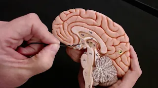 Brain Anatomy Review and Quiz