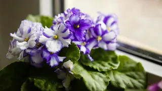 African Violet Basics