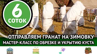 Отправляем гранат на зимовку. Мастер-класс по обрезке и укрытию куста. 6 соток 26.11.2023