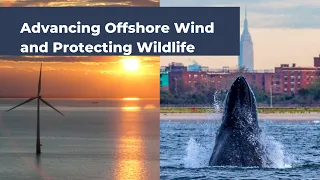 Advancing Offshore Wind and Protecting Wildlife