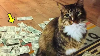 Cat Keeps Bringing Money. Dad Installs Camera & Discovers The Unbelievable Reason!