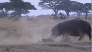 Lions and Hippo confrontation