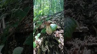 Boletus reticulatus, young brothers#shorts #forest #nature #boletus #porcini #new #bosnia #viral