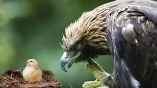 The eagle was planted with a chicken egg, after hatching she was in shock