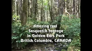 Amazing real Sasquatch footage in Golden Ears Park, British Columbia