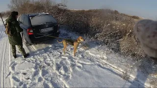 Охота на зайца с русской гончей.  Матерый хитрец и "счастливый" случай.