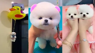 Funny and Cute Dog Pomeranian 😍🐶| Funny Puppy Videos #236