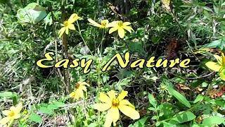 Nature Videos : Wildflowers in the Breeze