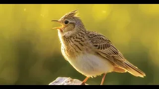 Skylark bird Sound