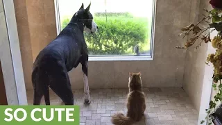 Dog and cat completely mesmerized by curious squirrel