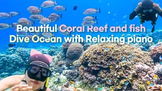 잔잔한 피아노 음악 1시간 | Relaxing music piano with Ocean Aquarium 1hour 물멍 바다멍 수족관 바다여행