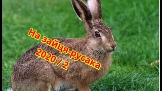 Охота на зайца 2020 | Полювання на зайця-русака | Частина 2