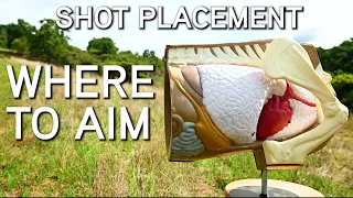 Deer Shot Placement | Where To Aim For Broadside, Quartering & Elevated Shots