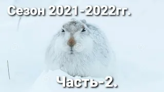 #Охота на зайца-русака. Сезон 2021-2022гг. "Лучшие моменты"- часть ~ 2 ...