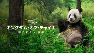 【FULL】キングダム・オブ・チャイナ：隠された大自然 (声：青木瑠璃子)「パンダが住む森」| ナショジオ