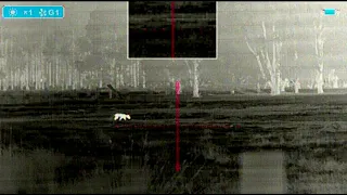 8 Foxes in 30 Seconds Using the Night Tech MS-42 Thermal Scope, Mini-Sight