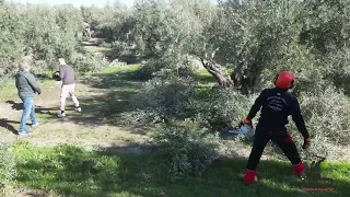 II Concurso de poda de olivo en Villacarrillo- Jaén-