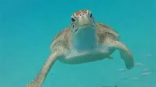 The Barbados Sea Turtle Project | Protecting Beaches: Turning the Tide for Sea Turtles