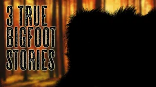 3 True Bigfoot Stories - 3 True Bigfoot Encounter Stories