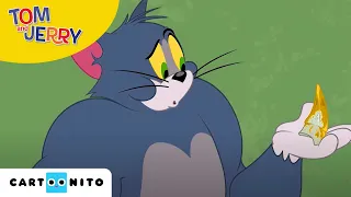 Die Tom und Jerry Show | Der Zauberzahn | Cartoonito