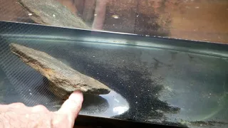 Always Do This Before Putting Rocks In Your Aquarium