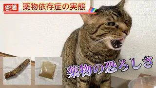 【閲覧注意】“危険ドラッグの恐怖” 薬物中毒の猫に密着...