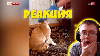 Кот мститель загнал хозяина на балкон Cat Gets Revenge ( Гоша Безумный ) | Реакция