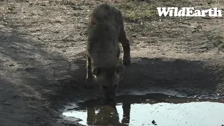 WildEarth - Sunset  Safari - 26 July 2022