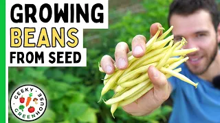 Growing Bush Beans From Seed To Harvest - Geeky Greenhouse