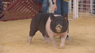 What makes a winning pig at the State Fair of Texas?