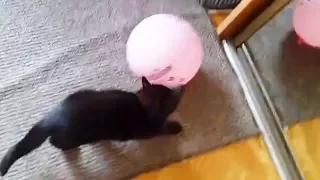 Cats VS BALLOONS (Part1) 🎈🐈 Cats PLAYING With Balloons [Funny Pets]