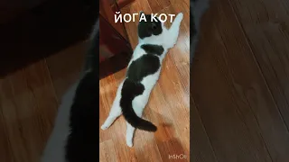 КОТ ОТДЫХОТ