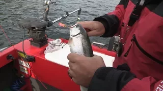 New Melones Reservoir Trout Fishing